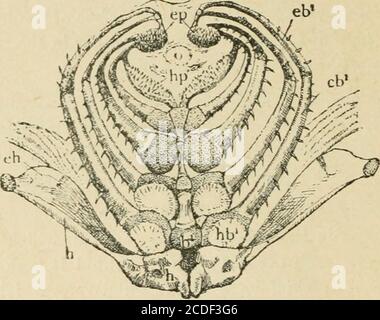 . Un'introduzione alla zoologia : per l'uso delle scuole superiori . l'arco teioide del lage è collegato all'estremità inferiore del ioman-dibolare ; esso stesso è diviso su ogni lato in tre pezzi, teepi-, cerato-, e ipoiali, Che sono uniti nella linea ventralmediana da un osso non accoppiato, tlte basihyal o glossohyal, che dà attaccamento ai muscoli retrattore dell'arco.articolati al bordo posteriore del cerato- ed epithyalsare otto raggi branchiostegali, il più alto dei quali occupa la posizione di s.une come il sottoopercolo di altri pesci. 3 26 ZOOLOGIA DELLE SCUOLE SUPERIORI. 25. Molto simile Foto Stock