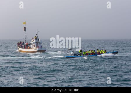 Husavik, Islanda - 25 agosto 2015: Barche con turisti nel Mare della Groenlandia durante l'avvistamento delle balene. Foto Stock