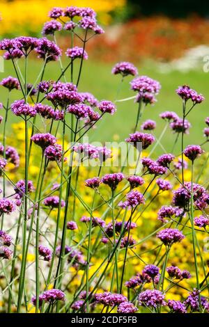 Verbena bonariensis giardino estivo fiori Verbena bonariensis Foto Stock