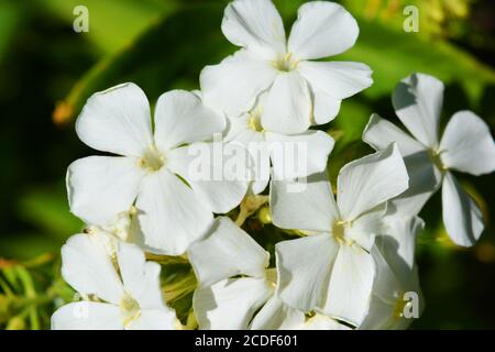 Fiori delicati di una pianta perenne, flox bianco che cresce in natura. Foto Stock