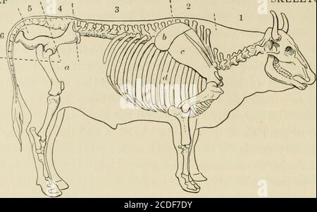 . Cibo; che cosa è e fa . Costola French Loin Round Bone Blade le bistecche di manzo sono i tagli relativamente privi di ossa e di tali tex-ture da essere palatabili quando tagliato relativamente sottile (i-i|) e cotti rapidamente, come nella brocciatura o tostatura. (Cfr. Pag. 92.) Gli arrosti sono quantità maggiori degli stessi tagli o costolette di manzo; nel maiale di montone sono gambe e spalle. (Cfr. Pag. 93.) Trasformare la pagina successiva in un rotolo e guardare i tagli a pp. 92-93, con cutson pp. 90-91. Dove si trovano nell'animale? Potrai vedere bistecche, costolette, cotolette, arrosti di diversi tipi a casa e nei negozi. Cerca nelle bistecche il bon Foto Stock