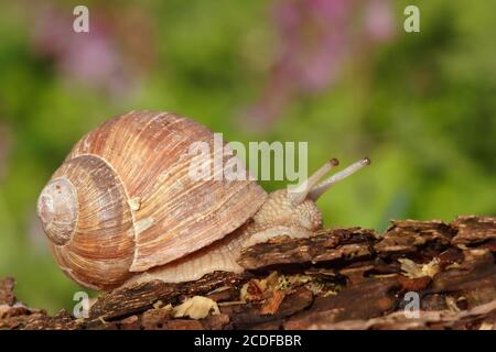 Helix pomatia, commestibili, lumaca lumaca di Borgogna Foto Stock