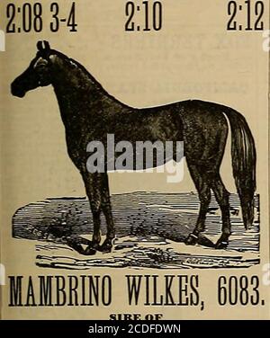 . Allevatore e sportivo . F Harold [ Sire of Maud S., 2:082,i e 26 altri nella lista 2:30. f Hambletonian (Rysdyks), sire of George Wilkes,2:22. The sire ot Guy Wilkes, 2:15i; Electioneer, The sire ot Sunol, 2-.10J, and spartiti di produttori. I Midnight Dam of Jay-Eye-See, 2:10, Noontide, 2:20J. I Encantress, di Abdallah 1. I Pilot Jr., Signore delle dighe di Maud S., 2:08J, Jay-Eye-See,) 2:10, Nutwood, 2:183, ecc. (Twilight, di Lexington, Signore della diga di Ansel2:20. NOODAY è una guarnizione marrone scuro, foaled 18S1, 15 mani 1,S nches alto. Individualmente è uguale a bi Foto Stock