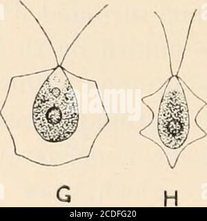 . Algæ. Vol. I. Myxophyceæ, Peridinieæ, Bacillarieæ, Chlorophyceæ, insieme ad una breve sintesi del verificarsi e della distribuzione di freshwat4er Algæ . Foto Stock