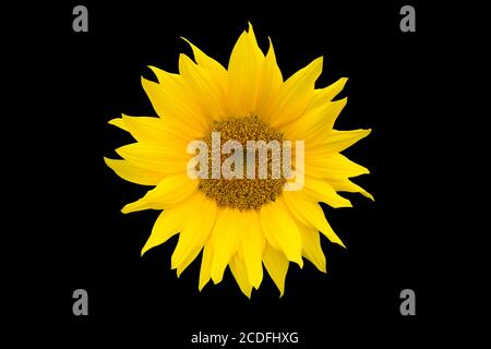 Girasole giallo brillante isolato su sfondo nero. Foto Stock