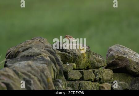 Una femmina di wheatear (UK) appollaiato su un muro di pietra a secco a Bailldon, Yorkshire, Inghilterra. Foto Stock