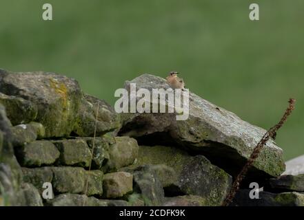 Una femmina di wheatear (UK) appollaiato su un muro di pietra a secco a Bailldon, Yorkshire, Inghilterra. Foto Stock