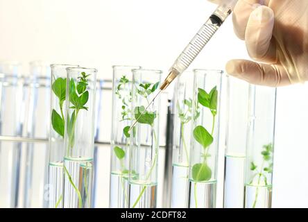 La siringa inietta il liquido nelle provette Foto Stock