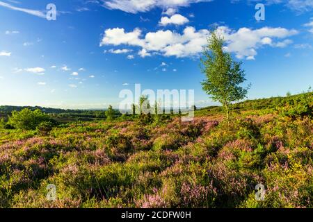 Agosto erica sulla brughiera della foresta di Ashdown Sussex est Inghilterra sud-orientale Foto Stock