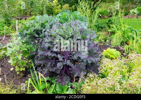 Foglie di kale viola pianta che cresce in brassicas veg cerotto In un orto in fine estate agosto Carmarthenshire Galles REGNO UNITO KATHY DEWITT Foto Stock