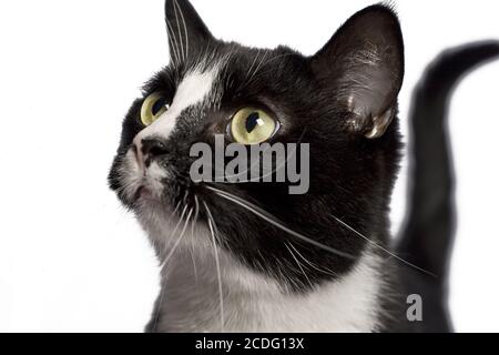 Bianco e nero cat Foto Stock
