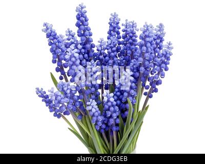 Molle fiori Muscari Foto Stock