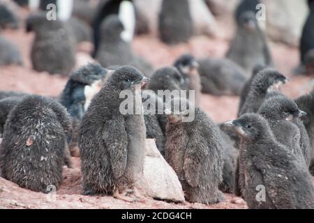 I pulcini dei pinguini di Adelie, Pygoscelis adeliae, a Brown Bluff sulla penisola antartica Foto Stock