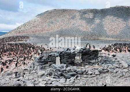 Paulet Island Hut circondato da Adelie Penguins, Paulet Island Antartide. Foto Stock