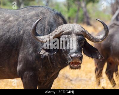 Testa di bufalo arrabbiato (Botswana) Foto Stock