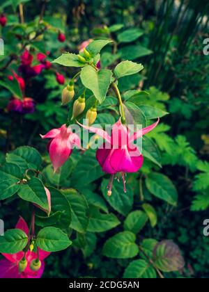 Primo piano della pianta di fuschia rosa e magenta in primo piano e pianta di fuschia con fiori rossi e violacei nel sfondo Foto Stock