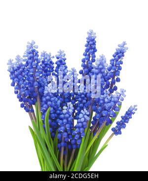 Molle fiori ( Muscari) sfondo Foto Stock