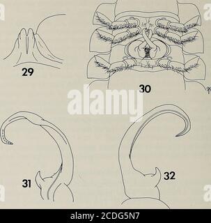 . Memorie della American Entomological Society . IES mancano di specializzazioni come il dente, flangia laterale, e punta riflessa, e sono caratterizzati da un breve, cuneo-forma preemoralprocess, un acromodite sottile, relativamente fragile, e una larga, curvatura poco definedantero. Sigmoria truncata e sigirioides hanno sviluppato individualspecializzazioni a queste caratteristiche primitive, ma simplex non mostra alcuna modifica. L'esistenza di specie non scoperte nel gruppo simplex è più probabile che in qualsiasi altro gruppo di specie di Sigmoria, a causa della teremoteness di gran parte dell'area nella Mitch occidentale Foto Stock