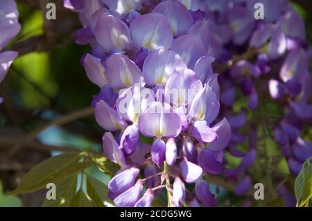 Glicine sulla luce del giorno con ombre dall'albero. Particolare di Wisteria floribunda fiori uva in fiore, albero di fioritura viola di inizio estate. Foto Stock