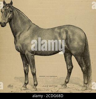 . Allevatore e sportivo . Vol XVI. N. 4NO. 313 BUSH STREET. SAN FRANCISCO. SABATO, JA.N. 25, 1890.. N. LG-%. Burrone, ........ 1/: *- ,4- J J ALEXANDER BUTTON, 2:26 1-2, 7%e proprietà di O. W. WOODARD, Woodland, Contea di Yolo, Cal. Alexander Button 2:26 1-2. ; fra i cavalli notevoli della California Alexander Button2:26} può essere detto sicuro per prendere il rango alto, non da solo per le prestazioni di hisown, ma dalla velocità notevole mostrata dalla progenie. Il suo record avrebbe dovuto essere molto più basso grazie è, perché è andato spesso miglia in 2:16 e meglio, andhe sarebbe stato inviato per un marchio basso, ma una gamba ha Foto Stock