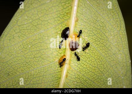 Piccole formiche nere che coltivano bruni insetti in scala su uno stelo di pianta, Città del Capo, Sudafrica Foto Stock