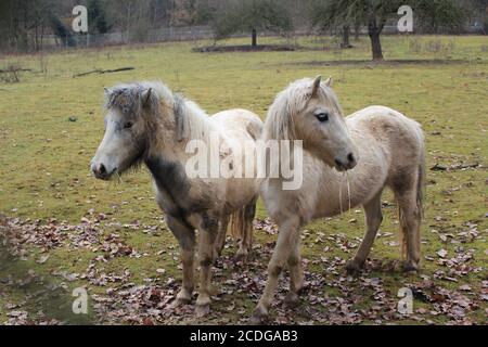 due pony marroni grigi che pascolano in autunno su un prato Foto Stock