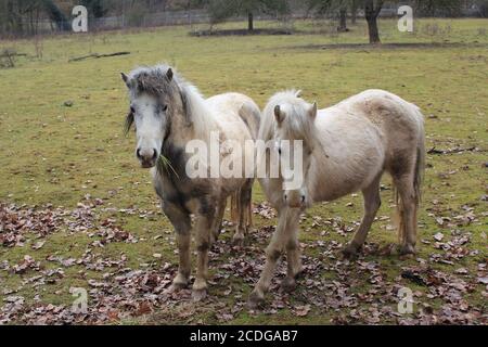 due pony marroni grigi che pascolano in autunno su un prato Foto Stock
