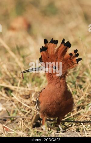 Opoe africano, Uupa africana, Africa Foto Stock