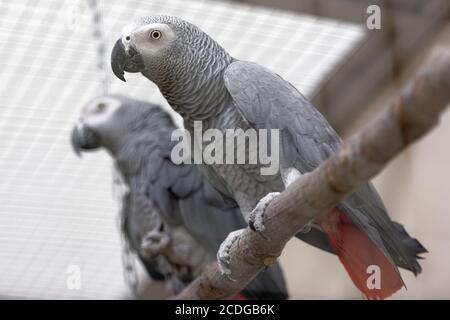 Due pappagalli grigi in gabbia Foto Stock