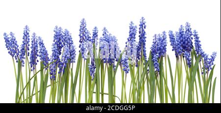 Confine dalle prime sorgenti di fiori Muscari Foto Stock