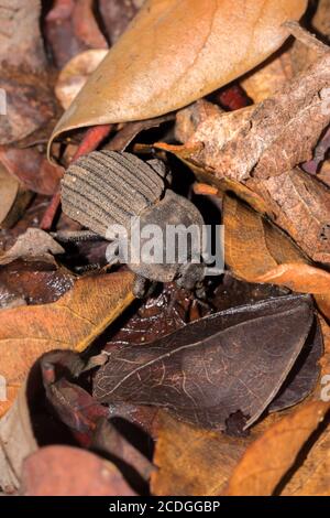 Beetle del polmone gigante appiattito (Pachylomerus femoralis), Parco Nazionale Kruger, Sudafrica Foto Stock