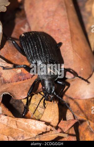 Peaceful Giant Ground Beetle (Tefflus), Kruger National Park, Sudafrica Foto Stock