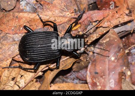 Peaceful Giant Ground Beetle (Tefflus), Kruger National Park, Sudafrica Foto Stock