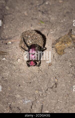 Plum Dung Beetle (Anachalcos convexus) seduta su una palla sterminata, Kruger National Park, Sudafrica Foto Stock