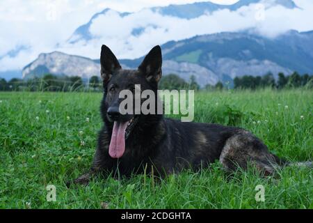 German Shepherd Dog performance line Grey giace su un prato in Svizzera, sullo sfondo si può vedere un muro di nebbia e le montagne Foto Stock