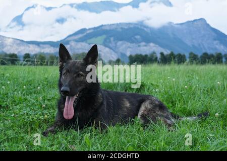 German Shepherd Dog performance line Grey giace su un prato in Svizzera, sullo sfondo si può vedere un muro di nebbia e le montagne Foto Stock