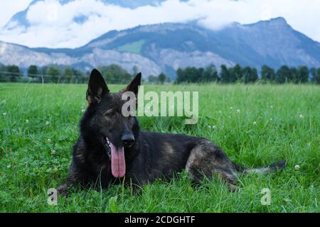 German Shepherd Dog performance line Grey giace su un prato in Svizzera, sullo sfondo si può vedere un muro di nebbia e le montagne Foto Stock