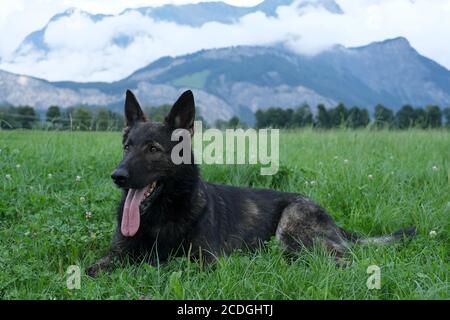 German Shepherd Dog performance line Grey giace su un prato in Svizzera, sullo sfondo si può vedere un muro di nebbia e le montagne Foto Stock