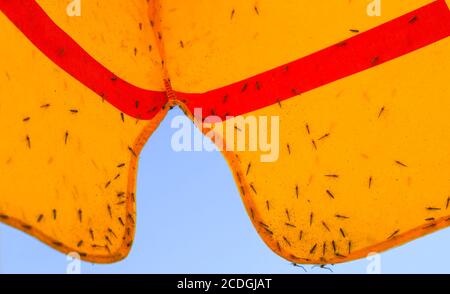 Molte zanzare su tenda a strisce gialle e rosse con struttura in acciaio, cielo blu e sfondo nuvoloso bianco Foto Stock