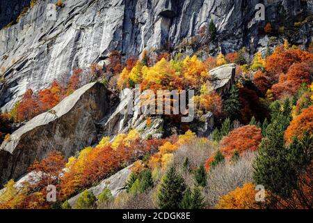 Val Masino - Val di Mello - Valtellina (IT) - Vista aerea - pareti in granito con alberi Foto Stock