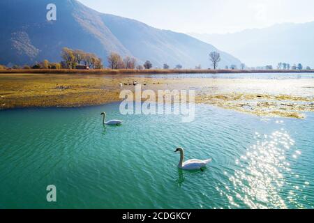 Riserva Naturale Pian di Spagna - Valtellina (IT) - Autunnal Vista aerea con Royal Swans Foto Stock