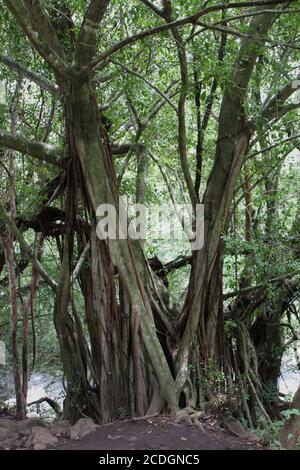 Un albero di Banyan sul sentiero Pipiwai nel Parco Nazionale di Haleakala a Maui, Hawaii, Stati Uniti Foto Stock