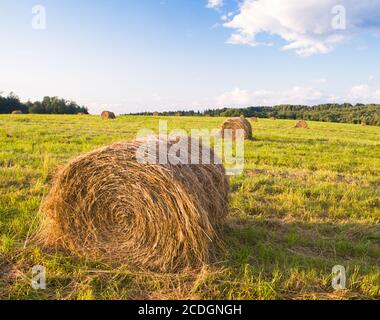 Balle di fieno in un campo Foto Stock