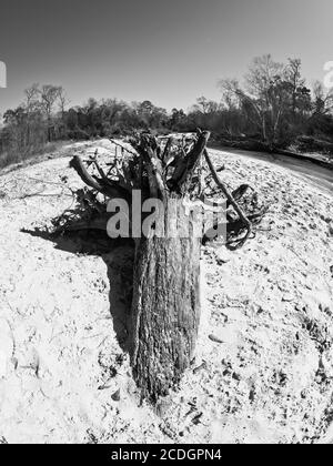 The Woodlands TX USA - 01-20-2020 - albero radicato in 2 letti Sandy River in B&W. Foto Stock