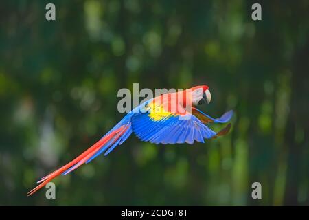 Scarlet Macaw (Ara macao) in volo, Parco Nazionale di Corcovado, Costa Rica Foto Stock