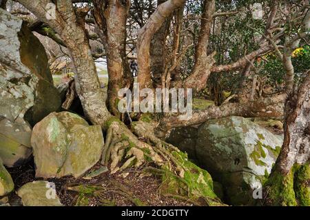 Albero gnarled che cresce tra affioramenti rocciosi nel parco nazionale di Killarney. Una regione montagnosa a sud e ad ovest della città di Killarney in Co Foto Stock