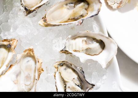 6 ostriche gourmet su ghiaccio in un piatto bianco Foto Stock