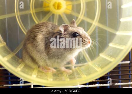 Piccolo ratto di criceto grigio di jungar in gabbia gialla. Foto Stock