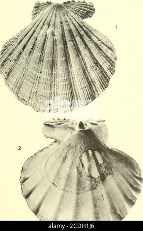 . Bollettini di paleontologia americana . Pectinides de la Guadalupa: Mongin 507 Legende de pi.anche 49 Figura pagina 1,2. Chlamys (Nodipecten) nodosa (Linne) 489 1. Statite della valvola, X 1- 2. FAC interne de la meme valve, X 1-Actuelle des Antilles, Coll. Deshayes, Ecole Mines Paris. 508 Bollettino 245 Legende de Planche 50Figura pagina 1. Chlamys (Nodipecten) colinensis (Hodson et Harris) formaguadeloupensis 487 Valve droite; gisement: G 14064, falaise de la route de Ste-Anne, pres de ia ravine Poucet, coll. Museo di Basilea, n° 10115; X i- 2. Meme echantillon, vue de linterieur. Boll. Amer. Paleont., Vol. 54 Foto Stock