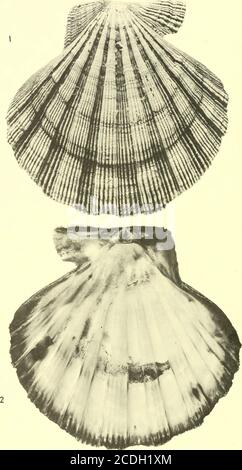 . Bollettini di paleontologia americana . Boll. Amer. Paleont., Vol. 54 piastra 49. Pectinides de la Guadalupa: Mongin 507 Legende de pi.anche 49 Figura pagina 1,2. Chlamys (Nodipecten) nodosa (Linne) 489 1. Statite della valvola, X 1- 2. FAC interne de la meme valve, X 1-Actuelle des Antilles, Coll. Deshayes, Ecole Mines Paris. 508 Bollettino 245 Legende de Planche 50Figura pagina 1. Chlamys (Nodipecten) colinensis (Hodson et Harris) formaguadeloupensis 487 Valve droite; gisement: G 14064, falaise de la route de Ste-Anne, pres de ia ravine Poucet, coll. Museo di Basilea, n° 10115; X i- 2. Meme echantillon, vue de l Foto Stock